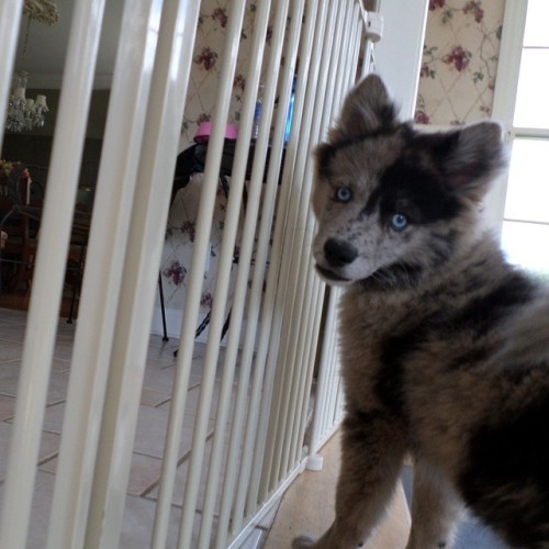 Meet Dany, a 9 week old Pomsky (Pomeranian-Husky Cross) who enjoys looking adorable while causing tr