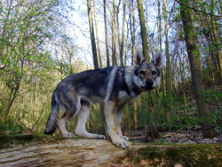the-little-wolfdog:  same place, different
