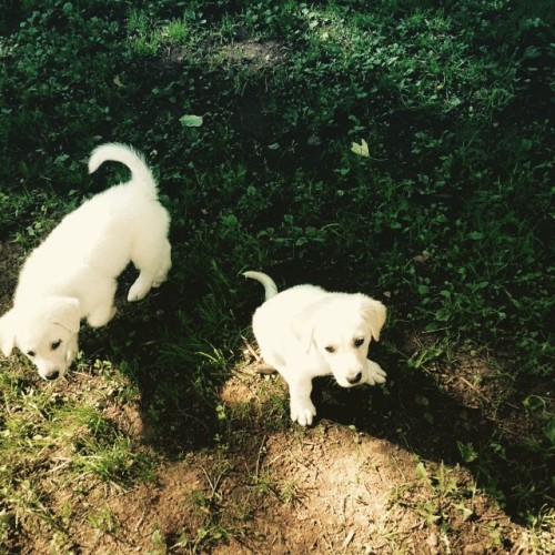 Foster dogs! #puppy #puppies #cuteoverload #dogsofinstagram