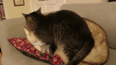 gifsboom:Cat gets comfortable on a husky bed.[video]