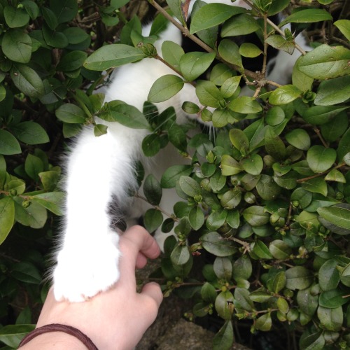 pecancat:
“ katelouisepowell:
“ I met a nice cat on the way home
”
He’s trying to remember your scent so when the feline uprising happens he’ll know to spare you for your intimate kindness
”