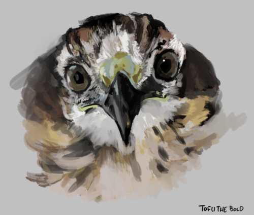 tofuthebold:bird head photo studies, hawk was done back in June, mourning dove today