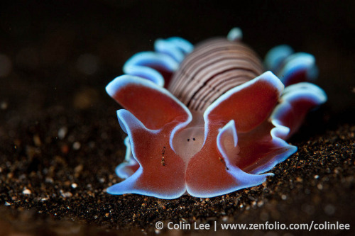 astronomy-to-zoology: Rose Petal Bubble Snail (Hydatina physis) Also known as the striped paper bubb