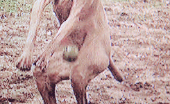 palpattine:  Ewan McGregor’s reaction to funny animal pictures. 