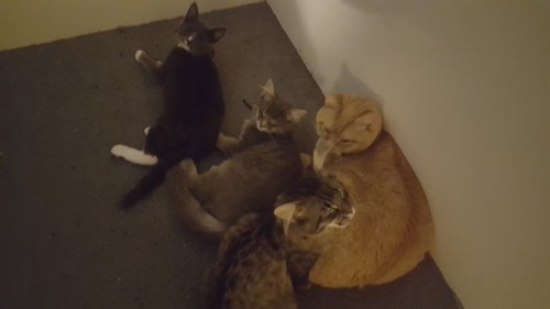 Three of four of a rescue litter (named Demmi, Tybalt and Riel) hanging with their big brother Rurik