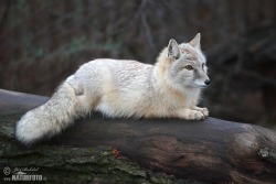 everythingfox:  This is a Corsac foxPhoto by  Jiri Bohdal  