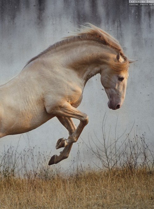 Portugal with Lusitano World  |  Ekaterina Druz @druz.photo