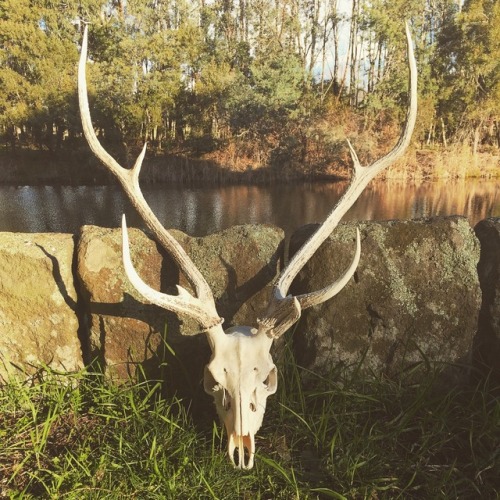 Took my lovely deer skull to a nearby river