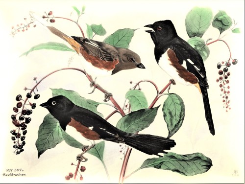 A Towhee FeathursdayThis week we present a few of those long-tailed sparrows, the Towhees!! These li