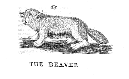 yesterdaysprint:A Description of Three Hundred Animals, 1768 The BEAVER builds an House as the Musk 