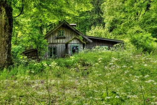 odditiesoflife:   A House In the Woods  “I went to the woods because I wished to live deliberately, to front only the essential facts of life, and see if I could not learn what it had to teach, and not, when I came to die, discover that I had not