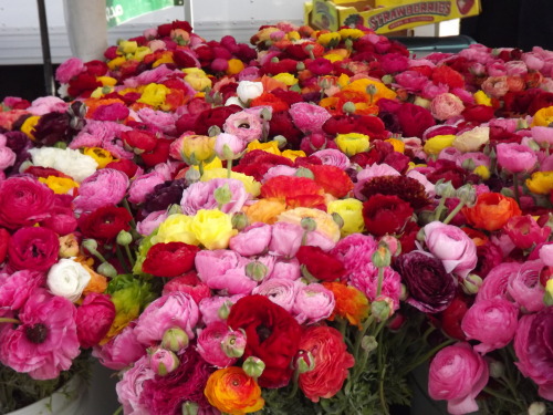 Flowers, Santa Monica Farmer&rsquo;s Market, Late Winter, 2013.Year around, the Santa Monica Farmer&