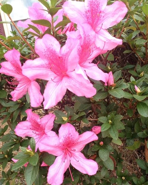 Beauty in bloom! My favorite color to boot! #Pinkflygirl (at Momma &amp; Poppa&rsquo;s, Colu