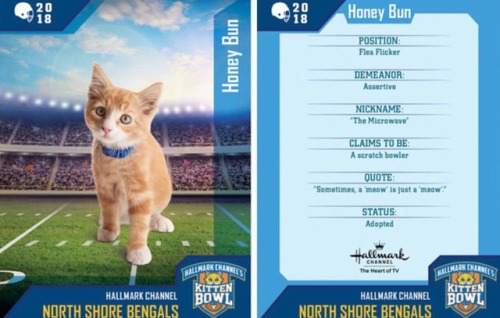 analgesicsleep: Hallmark Channel presents: KITTEN BOWL V, FEBRUARY 4, 2018 Team: North Shore Bengals