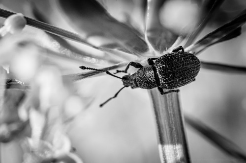 Little WeevilMacro Practice 7