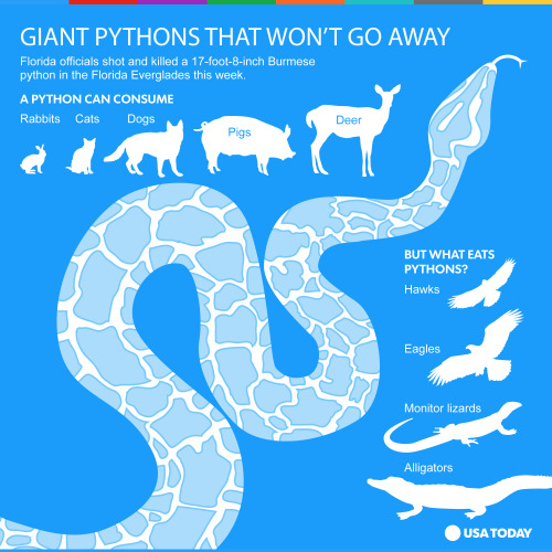 Invasive giant Burmese pythons have infested Florida, so scientists have tried to relocate them. But they just keep coming back home: http://usat.ly/1hBcyVo