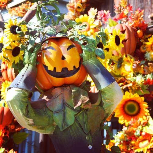 Oooh pumpkins everywhere! #pumpkin #pumpkins #pumpkinmen #disneylandparis #halloween #halloweenseaso