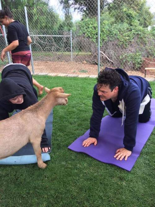 cinnaluna:So I just found out that there’s a place near me that does Goat Yoga? And I don’t know if 