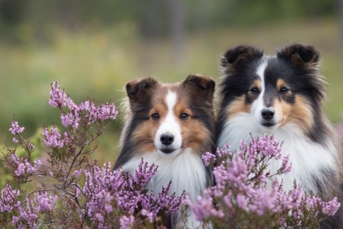 zeldathesheltie:Friends is gold ✨