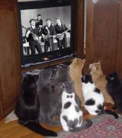 Feline fan club