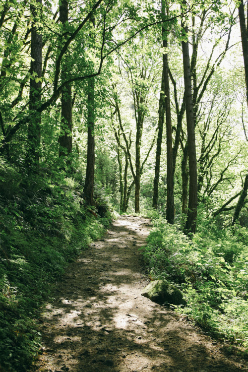 thenorthwestexplorer:  Sunlight on the Trail Location: Horsetail Falls Trail, Columbia River Gorge, OR Date: April 29th, 2014 