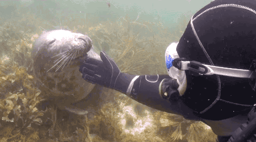 gifsboom: Scuba diver gives belly rubs to a friendly seal. (Via dailypicksandflicks)