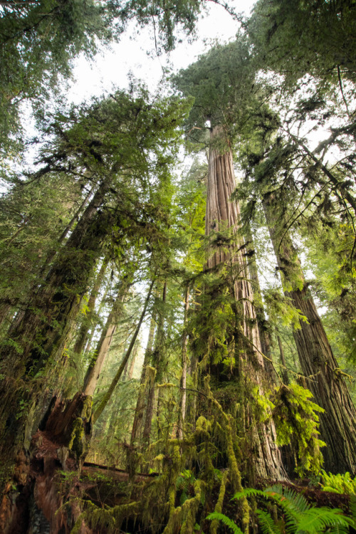 staudnhuckn:Towering coast redwoods (Sequoia sempervirens) and crooked understoryPrairie Creek Redwo