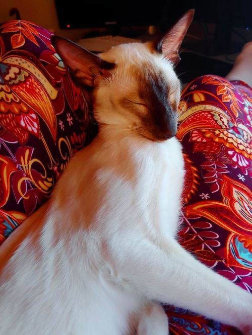 fimbry:Okay Siamese are literally the best breed…….. I love.. them… Basically no grooming work. Clea