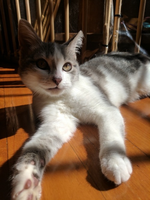 panicbroadcast:My current foster kitten, Autumn, is so cute!