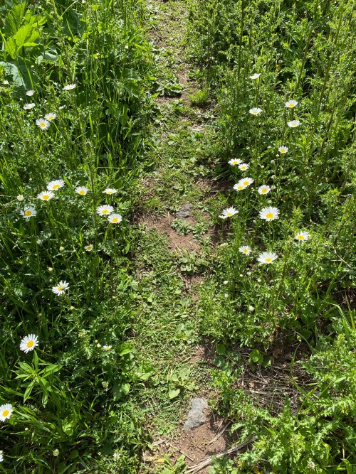 Daisy-lined Path