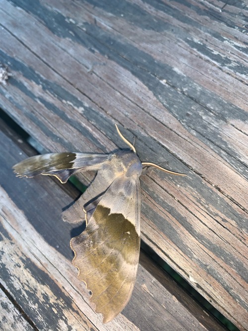 SO MANY MORE MOTHS THIS MORNING??????