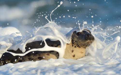 allcreatures: A grey seal looks like it is enjoying a bubble bath as it frolics on a beach on the Is