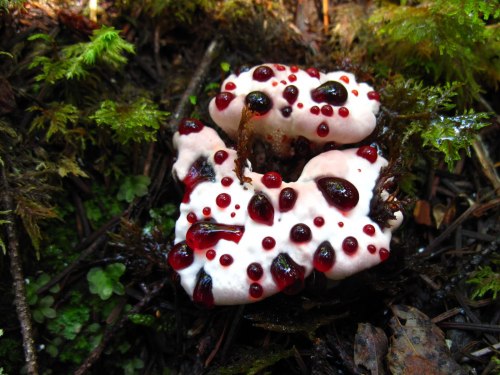 goldenmythologies:  bleeding tooth fungus  