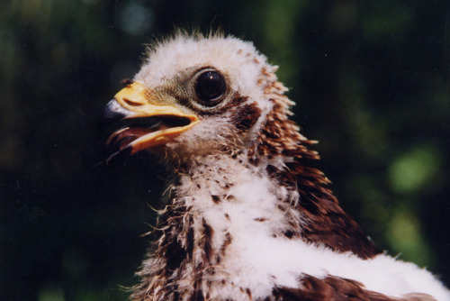 juvenile European Honey Buzzard (Pernis apivorus) >>by Maria Orgzewalska (1|2)