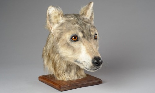 Reconstructed face of a 4,500 year old dog from Orkney- the world’s first canine forensic reconstruc