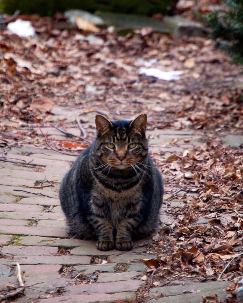 8th St. &amp; Ave C - East Village - NYC Kitty (by Goggla)