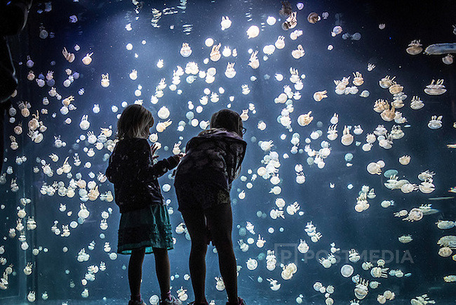 pearlsgay:  culturenlifestyle:Stunning Images Of Jellyfish At The Vancouver Aquarium 