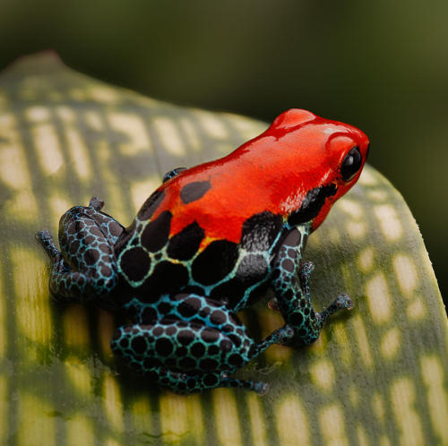 Poison dart frog.