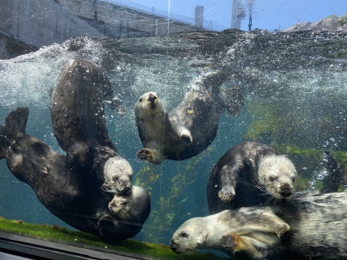 montereybayaquarium:The girls say hello from the otter side ❤️All five our our resident rescues are 