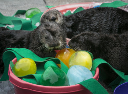 montereybayaquarium:  How do otters celebrate Easter? Our clever Aquarists know eggsactly what they need: colored ice eggs with treats inside! Shown are Gidget, Abby and Ivy. Watch them on our live web cam! 