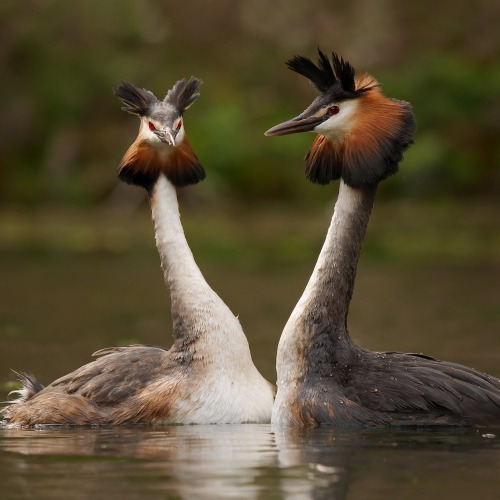 A photo of two Great Crested Grebes in water. The birds have long necks and heads framed by elaborate reddish and black plumes. Their bodies are a dusty brown color with pale white underbellies.