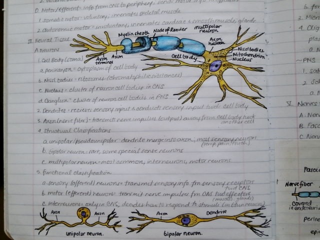 telencefalon:  Anatomy &amp; Physiology Notebook. A few pages from my anatomy