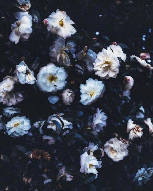 “Flowers” by Mai Yanagisawa [749 x 936]