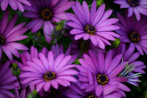 blooms-and-shrooms: Purple by Julie-34