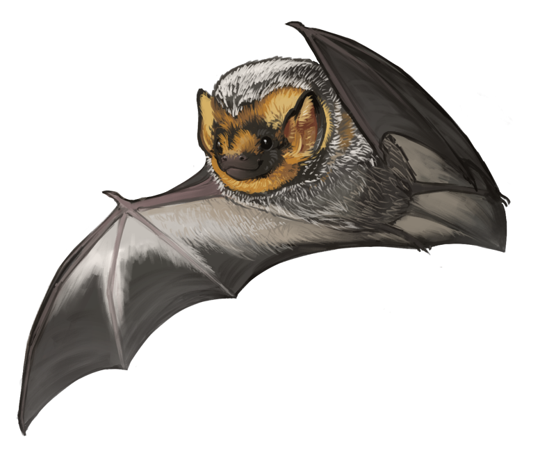 mewitti:  Paintin’ batties! In order: Kitti’s Hog-Nosed Bat, Painted Bat, Hoary