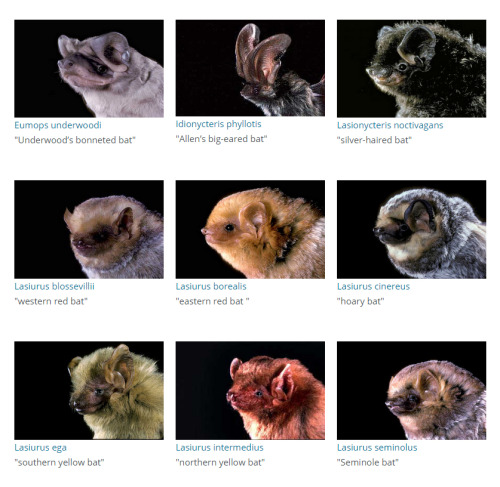 cumaeansibyl:voidbat:shitloadofsquirrels:pi2dan4:sugarpuf:dogjpeg:Is this not the best assortment of
