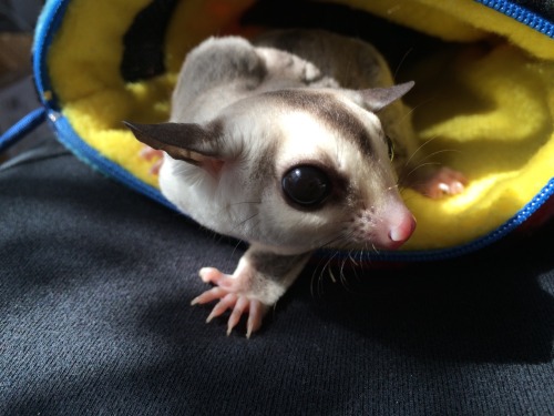 finallyjenna:  suggiesmama:  MoMo got neutered this morning. he is doing so well and I’m so happy for him. I’m glad we got him in earlier than we originally planned, but even happier that he doesn’t seem to be in lots of pain or really freaked out.