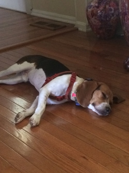 The cutest beagle you will ever meet. Allow me to introduce you to benji. 