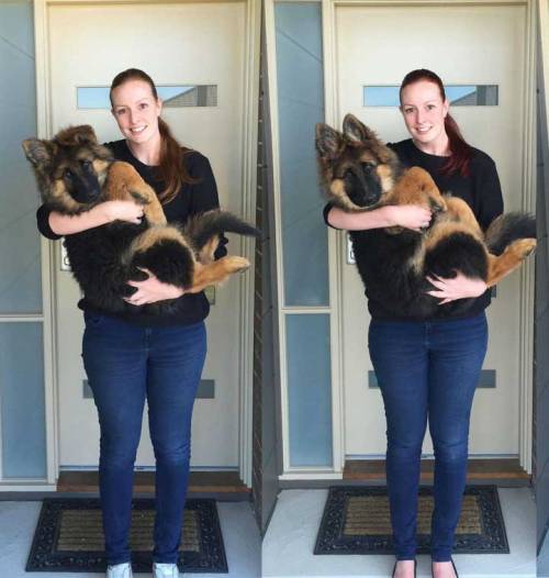 mymodernmet:Couple Documents Rapid 8-Month Growth of Their Adorable German Shepherd Puppy