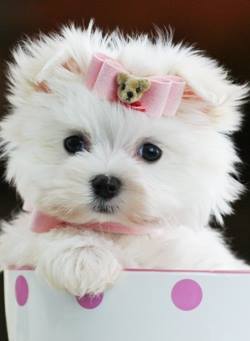 ☀Maltese puppy for sale
http://teacuppuppiesstore.com/MalteseForSale.html
954-353-7864
#puppy #puppylove #dog #dogs #dogsrock #pet #fortlauderdale #miami #bocaraton #dade #broward #palmbeach #teacups #teacuppuppies #maltese